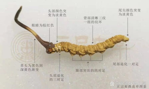 完美健扬胶囊功效-完美健扬的功效网 :分享完美健扬多少钱一瓶-完美健扬胶囊的功效和作用知识